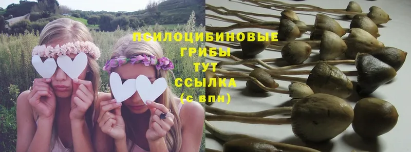 сколько стоит  Агрыз  Псилоцибиновые грибы Magic Shrooms 